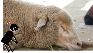closeup-of-sleeping-lamb.png